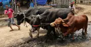 ঈদুল আজহায় গাবতলী পশুর হাটে জমজমাট ব্যবসা শুরু
