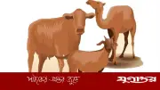 জবাইয়ে পশুর মাথা আলাদা হলে কুরবানি সহিহ হবে কি?