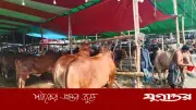 ক্রেতার অপেক্ষায় তেজগাঁওয়ের পশুর হাট, সব প্রস্তুতি সম্পন্ন