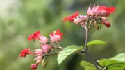 বাংলার প্রকৃতি ও জীবনের ১২টি দৃশ্য