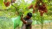 বাংলাদেশের প্রেক্ষাপটে নতুন ভিডিও কন্টেন্ট প্রকাশ