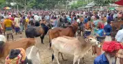সিরাজগঞ্জে কোরবানির হাট জমে উঠেছে, দাম বেশি ক্রেতাদের অভিযোগ