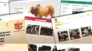 অনলাইনে কোরবানির পশু কেনাবেচায় নতুন মাত্রা, স্বচ্ছতা ও নিরাপত্তা বড় বৈশিষ্ট্য