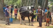 বিরামপুরে ১২০০ কেজির ‘মহারাজা’ ষাঁড় কোরবানির বাজারে