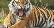 মহারাষ্ট্রে বাঘের হামলায় চার নারী নিহত