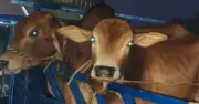 রায়গঞ্জে চোরাই গরু ও ছাগলসহ পিকআপ আটক, পলাতক চালক