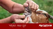 পশুর দাঁত না উঠলেও কি কুরবানি হবে? ইসলামের নির্দেশনা