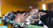 ক্যাটল স্পেশাল ট্রেনে জামালপুর থেকে ঢাকায় ১২০০ গরু যাচ্ছে