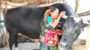 ঠান্ডা ভোলা: ৩২ মণের ষাঁড়, দাম ১২ লাখ টাকা