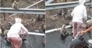 তৃষ্ণার্ত বানরের জন্য থামল বাস, যাত্রীরা দিল পানি
