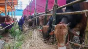 ঈদের আগে রাজধানীর পশুর হাটে ক্রেতা কম, খামারিরা উদ্বিগ্ন