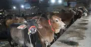 কোরবানির পশুতে স্বয়ংসম্পূর্ণ বাংলাদেশ, উদ্বৃত্ত ২২ লাখ
