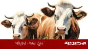 দুই গরুতে ৮-১০ জন শরিক হলে কুরবানি হবে কি? জানুন ইসলামি বিধান
