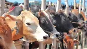 বাংলাদেশে গরু কোরবানি কমছে কেন? ট্রাম্পের ইরান হুঁশিয়ারি