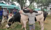 নেত্রকোনায় বিশালাকৃতির ষাঁড় ‘ঈশা খাঁ’ ঈদুল আজহার বাজারে
