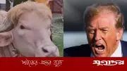 বাংলাদেশের ‘ডোনাল্ড ট্রাম্প’ মহিষ নিয়ে ইরানের কটাক্ষ, আসল ট্রাম্পকে খোঁচা