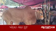 নবাব-লালবাবু আর পাবনার বাহাদুরে জমে উঠেছে হাজারীবাগ পশুর হাট