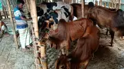 বেড়ায় গরুর আবাসিক হোটেল: কোরবানির মৌসুমে জমজমাট ব্যবসা