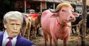 বাংলাদেশের 'ট্রাম্প মহিষ' ইরানের নজর কাড়ল