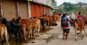 প্রচণ্ড গরমে কোরবানির পশুর যত্ন নেবেন যেভাবে
