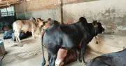 সাতক্ষীরায় কোরবানির পশুর উদ্বৃত্ত, খাদ্যের দামে দুশ্চিন্তা