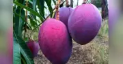বাংলাদেশে কেন কম দামে বিক্রি হচ্ছে বিশ্বের সবচেয়ে দামি মিয়াজাকি আম?
