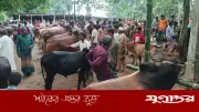 রামগঞ্জে কুরবানির হাটে ১৯ হাজার পশু সরবরাহ, জমে উঠেছে কেনাবেচা