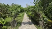 অবহেলায় রাজশাহী বিশ্ববিদ্যালয়ের বোটানিক্যাল গার্ডেন: সংকটে জীববৈচিত্র্য