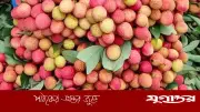 পাকা ও মিষ্টি লিচু চেনার সহজ উপায়, জেনে নিন