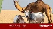 কুরবানি কবুল না হওয়ার ৫ ভুল: নিয়তই মূল