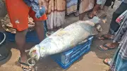 টেকনাফে নাফ নদীতে জেলের বড়শিতে ২৪ কেজির কোরাল মাছ