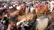 কোরবানির হাটে গরু বিক্রির ধুম, ক্রেতা-বিক্রেতার ভিড়