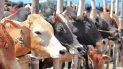 জবাইয়ের আগে পশু মারা গেলে কোরবানি আদায় হবে কি? ইসলামী ব্যাংকের চেয়ারম্যানের পদত্যাগ