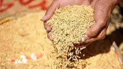 ঝালকাঠিতে বোরো ধান ক্রয়ে উৎকোচ-জালিয়াতি, ভিজিএফ বিতরণে কম ওজন