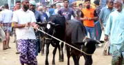 রাজশাহীর পশুর হাটে ছোট-মাঝারি আকারের পশুর চাহিদা বেশি
