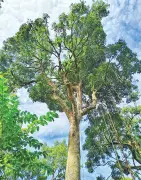 প্রধানমন্ত্রীর নির্দেশ: কক্সবাজারে মা গাছ রক্ষায় ব্যবস্থা নিন