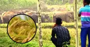 শেরপুরে মানুষ-হাতি দ্বন্দ্ব: ৩০ বছরেও গড়ে ওঠেনি খাদ্যভান্ডার