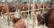 ঈদুল আজহায় ট্রাফিক ব্যবস্থাপনায় ডিএমপির গণবিজ্ঞপ্তি