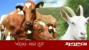 স্ত্রীর দেনমোহর বাকি থাকলেও কুরবানি সহিহ হবে কি?