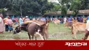 কলেজ গেটের তালা ভেঙে পশুর হাট বসালেন সাবেক ছাত্রদল নেতা