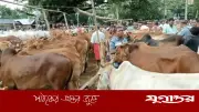 জয়পুরহাটে কুরবানির পশুর হাটে ক্রেতা-বিক্রেতাদের ভিড় বাড়ছে