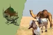 কোরবানির বিধান: গুরুত্ব, শর্ত ও নেসাব নির্ধারণের পদ্ধতি