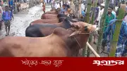কুরবানির পশু কেনার আগে জেনে নিন গুরুত্বপূর্ণ বিষয়গুলো