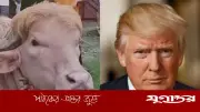 ভাইরাল মহিষ নিয়ে ট্রাম্পের পোস্ট ভুয়া: ফ্যাক্টচেক