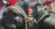 কোরবানির গরুর নাম ‘নাসীরুদ্দীন পাটওয়ারী’, দাম ৯ লাখ টাকা