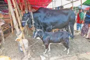 পটুয়াখালীর কালা মানিক গরুর দাম ২২ লাখ, সাথে ফ্রি খাসি