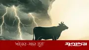 বজ্রপাতে কুরবানির পশু মারা গেলে কী করবেন? ইসলামিক বিধান