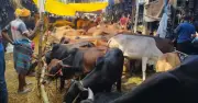 ঈদুল আজহায় রাজধানীর পশুর হাট জমে উঠেছে, বড় গরুর নামে সেলিব্রিটি ট্যাগ