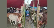রাজধানীর পশুর হাটে বেচাকেনা জমছে, মাঝারি গরুর দাম বেশি