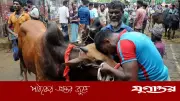 কুরবানির আগে সুস্থ গরু চেনার তিনটি সহজ উপায়